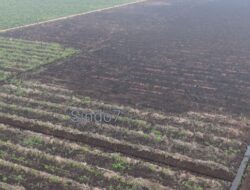 Kebakaran Lahan Sawit di Merbau Berhasil Dipadamkan