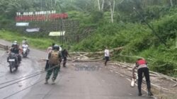 Pohon Tumbang Akibat Angin kencang di Lebong dan Satu Orang Warga Terluka