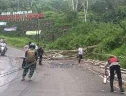 Pohon Tumbang Akibat Angin kencang di Lebong dan Satu Orang Warga Terluka