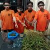 Empat Pria Ditangkap, Polisi Temukan Puluhan Batang Ganja di Ladang Karo