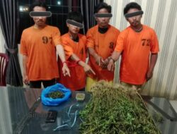 Empat Pria Ditangkap, Polisi Temukan Puluhan Batang Ganja di Ladang Karo