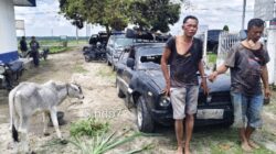 Masyarakat Hubungi 110, Polsek Dolok Batu Nanggar dan Unit Jatanras Polres Simalungun Sigap Bekuk Dua Pencuri Anak Lembu yang Kabur Pakai Mobil Sedan