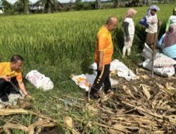Kapolsek Tanah Jawa Pimpin Langsung Apel Korve Panen Raya Jagung Serentak Kuartal II 2026, Polri Hadir Nyata di Tengah Masyarakat Tani