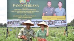 Danrem 031/WB Laksanakan Panen Raya Cabai di Kebun Yonif 132/BS sebagai Wujud Nyata Dukungan TNI terhadap Program Ketahanan Pangan Nasional