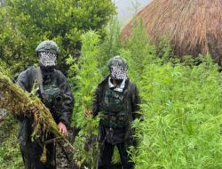 Langkah Tegas Demi Masa Depan Papua: 5.000 Batang Ganja Berhasil Diungkap Koops TNI Habema