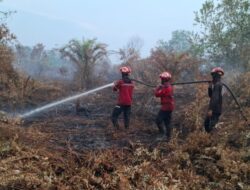 Gerak Cepat PT Arara Abadi Bersama Tim RPK  Berjibaku Padamkan Karhutla Di Pelalawan