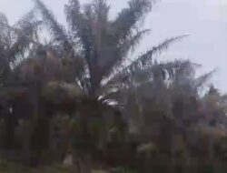 Perkebunan PTPN lV Regional – I Kebun Dusun Ulu, “Daun Mengering dan Diserang Ulat Api Diduga Kurang Perawatan.”